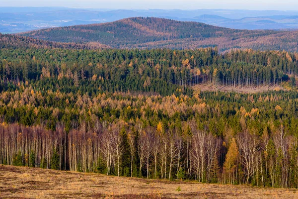Skogen Full Färger Chko Brdy Tjeckien — Stockfoto