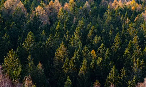 Sonbaharda Ormanın Ayrıntıları Chko Brdy Gün Batımında Aydınlanır — Stok fotoğraf