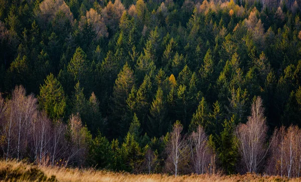 Detail Van Het Bos Herfst Oplichten Door Zonsondergang Licht Chko — Stockfoto