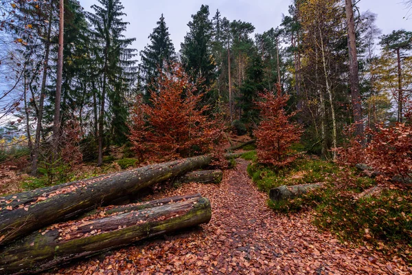 Kleurrijk Herfstbos Het Nationale Park Boheems Zwitserland — Stockfoto