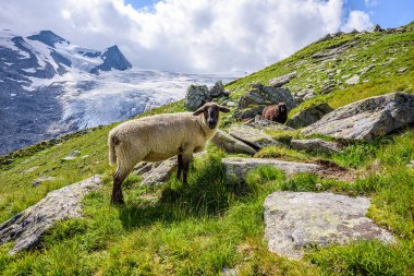 High Tauern Ulusal Parkı 'nın göbeğinde koyun otlağı. Arka planda Schlatenkees Buzulu ve Grossvenediger Zirvesi.