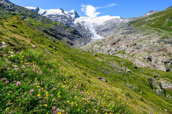 オーストリアのホーエ トーアン国立公園のグロスヴェンジャー山頂の下に咲く野生の花々の草原 — ストック写真