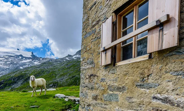 Овцы Пастбище Рядом Alte Prager Htte Самом Сердце Национального Парка — стоковое фото