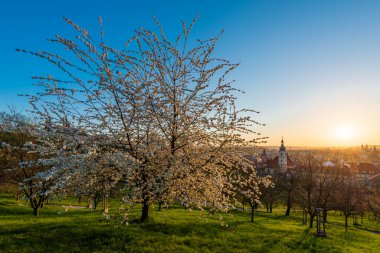 İlkbaharın başlarında Prag şehir merkezindeki Petrin tepesinde ağaçlar çiçek açtı..