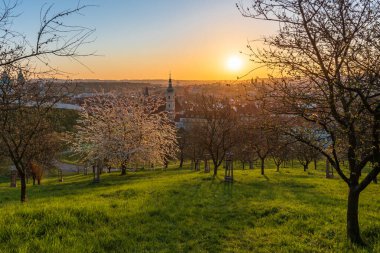 İlkbaharın başlarında Prag şehir merkezindeki Petrin tepesinde ağaçlar çiçek açtı..
