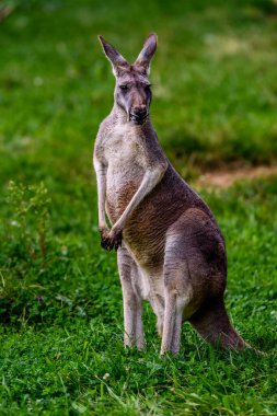 Batı gri kanguru (Macropus fuliginosus).