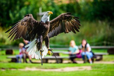 Bir gösteri sırasında uçan kel kartal (Haliaeetus leucocephalus).
