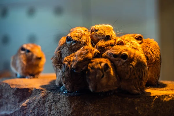 Une Meute Gundis Rats Peignes Famille Des Ctenodactylidae Réchauffant Sous — Photo