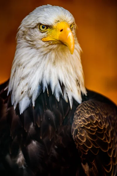 Bald Eagle Haliaeetus Leucocephalus — Stock Photo, Image