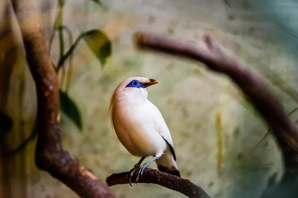 stock image The Critically endangered Bali myna (Leucopsar rothschildi), also known as Rothschild's mynah, Bali starling, or Bali mynah, locally known as jalak Bali.