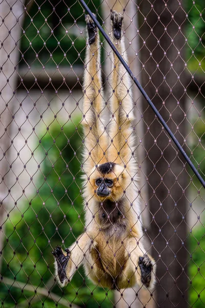 stock image The southern yellow-cheeked gibbon (Nomascus gabriellae) in zoo Jihlava. 