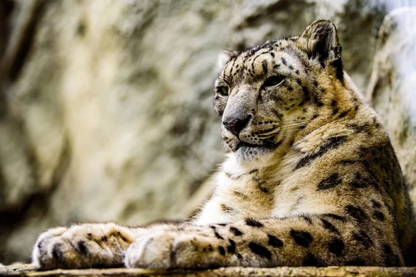 Portret Zbliżeniowy Lamparta Śnieżnego Panthera Uncia — Zdjęcie stockowe