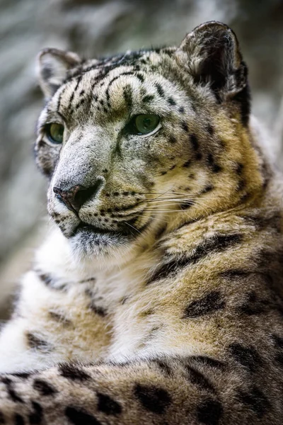 Portret Zbliżeniowy Lamparta Śnieżnego Panthera Uncia — Zdjęcie stockowe