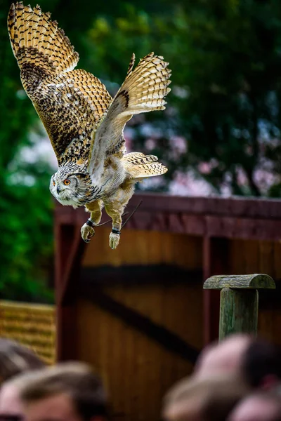 stock image The Eurasian eagle-owl (Bubo bubo) also known as western Siberian eagle-owl.