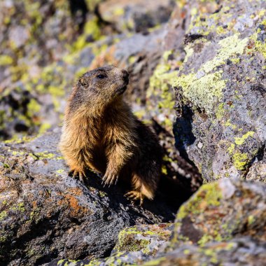 Avusturya Stubai Alplerinde vahşi bir dağ sıçanı..