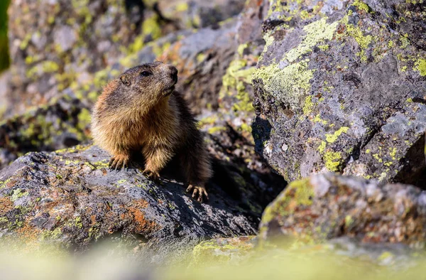 Une Marmotte Sauvage Dans Les Alpes Stubai Autrichiennes — Photo