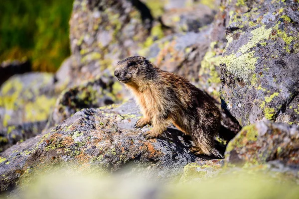 Een Wilde Marmot Oostenrijkse Stubai Alpen — Stockfoto