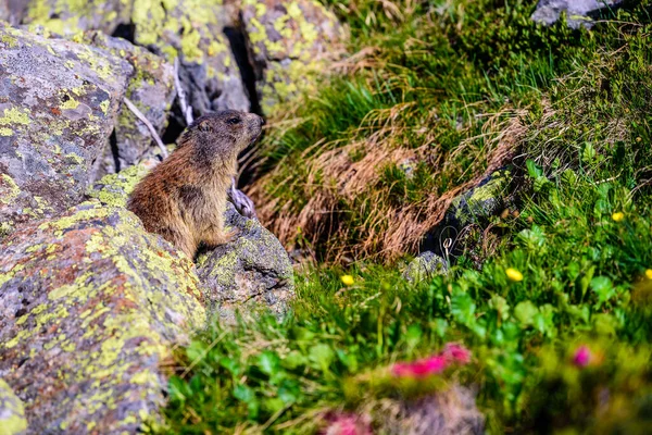 オーストリアの野生のマーモット Stubai Alps — ストック写真