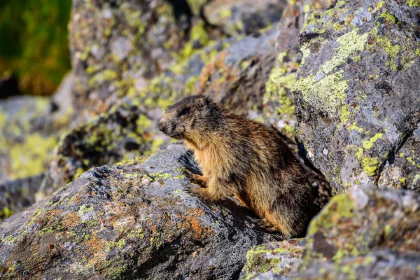 Une Marmotte Sauvage Dans Les Alpes Stubai Autrichiennes — Photo
