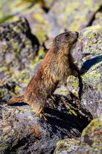 Een Wilde Marmot Oostenrijkse Stubai Alpen — Stockfoto