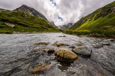 Avustralya 'nın Stubai Alpleri' ndeki Obergbach Nehri 'nde çiçek açmış sarı çiçekler..