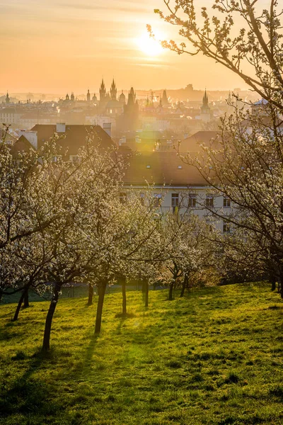 Baharın başlarında Prag şehir merkezindeki Petrin tepesi.. 