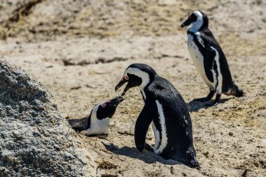 Cape Town yakınlarındaki Simon 's Town' daki Boulder Sahili 'nde yuva yapan pinguenler..