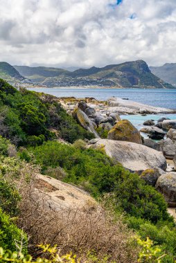 Güney Afrika 'da Cape Town yakınlarında Penguen kolonisi olan Boulders Körfezi plajı..