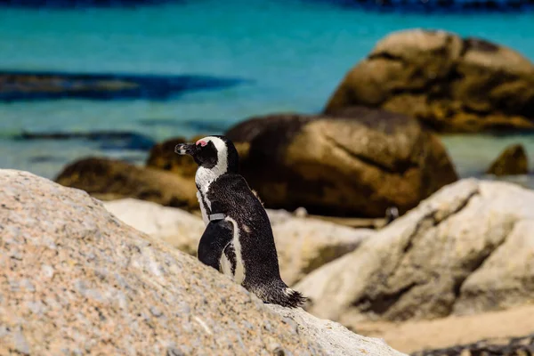 Szczegółowe Zdjęcie Pingwina Boulder Beach Pobliżu Cape Town — Zdjęcie stockowe