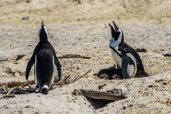 Pinguins Nidificação Praia Boulder Cidade Simon Perto Cidade Cabo — Fotografia de Stock