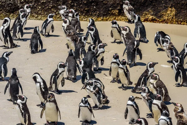 Colônia Pinguim Boulder Beach Perto Cidade Cabo África Sul — Fotografia de Stock