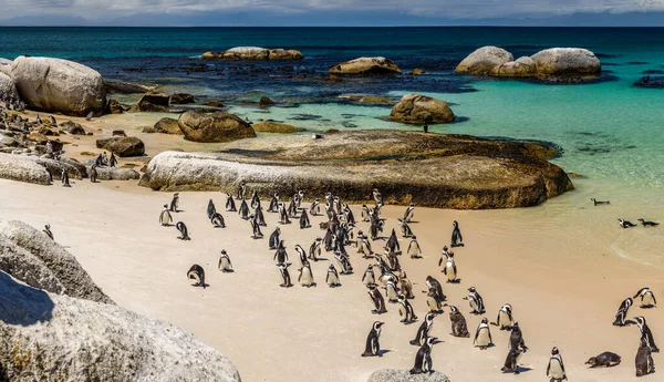 Die Pinguinkolonie Boulder Beach Simon Town Bei Kapstadt Südafrika — Stockfoto
