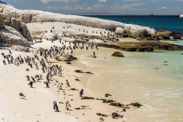 Colônia Pinguim Boulder Beach Cidade Simon Perto Cidade Cabo África — Fotografia de Stock