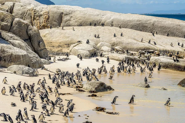 Colônia Pinguim Boulder Beach Cidade Simon Perto Cidade Cabo África — Fotografia de Stock