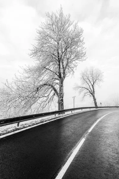 Fák Mellett Krusne Hory Cseh Köztársaságban Télen Fekete Fehér Vágás — Stock Fotó