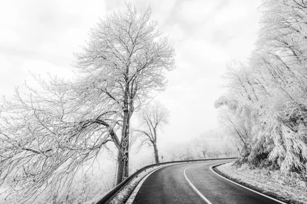 Drzewa Przy Drodze Miejscowości Krusne Hory Czechach Zimą Czarno Biała — Zdjęcie stockowe