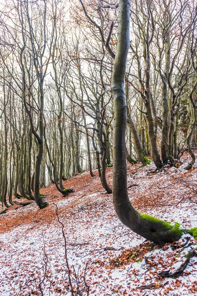 Pokřivené Stromy Krkonoších Začátku Zimy — Stock fotografie