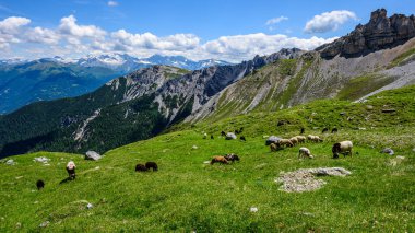 Stubai Vadisi 'nde Serles zirvesinin altında otlayan koyunlar..