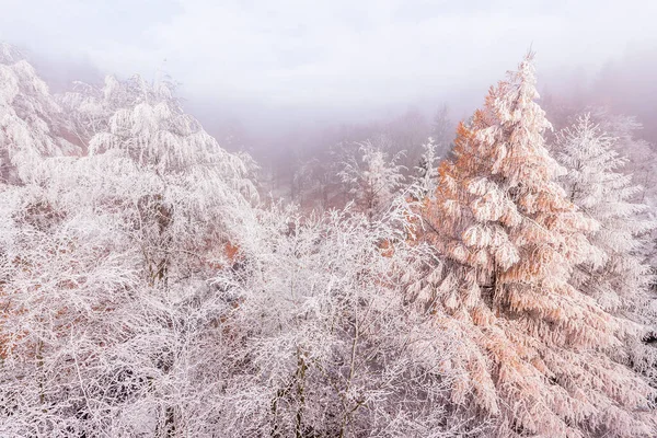 Floresta Coberta Geada Dia Inverno Krusne Hory Tchecoslováquia — Fotografia de Stock