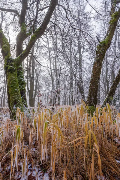 Floresta Coberta Geada Dia Inverno Krusne Hory Tchecoslováquia — Fotografia de Stock