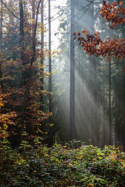 CHKO Brdy, Çek Cumhuriyeti 'nde sonbahar sisinin içinden parlayan güneş ışınları.
