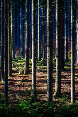 CHKO Brdy, Çek Cumhuriyeti 'ndeki sonbahar ormanlarında parlayan güneş ışınları.