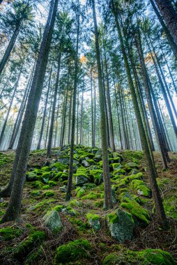 CHKO Brdy, Çek Cumhuriyeti 'nde sonbaharda yosunla kaplı bir taş yığını.