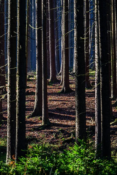 Chko Brdy Çek Cumhuriyeti Ndeki Sonbahar Ormanlarında Parlayan Güneş Işınları — Stok fotoğraf