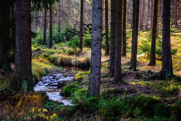 stock image A brook in CHKO Brdy, Czechia.