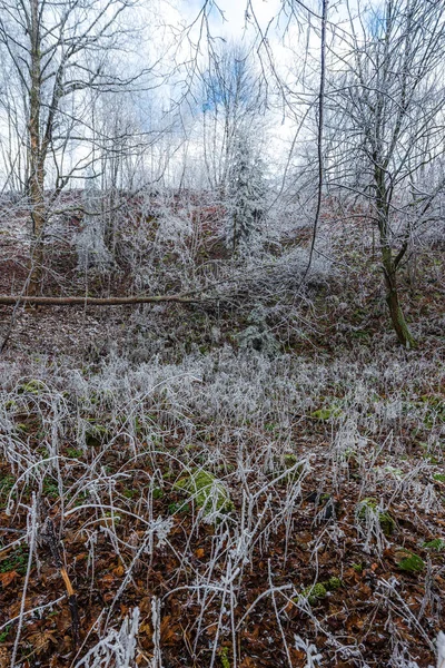 Skogen Täckt Frost Vinterdagen Krusne Hory Tjeckien — Stockfoto