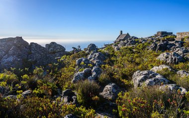 Cape Town 'daki Masa Dağı Ulusal Parkı' nın tepesinde..