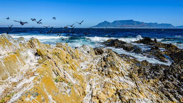 Cape Town 'daki masa dağında Robben Adası' ndan. Kayalık kayalıklar ön planda.