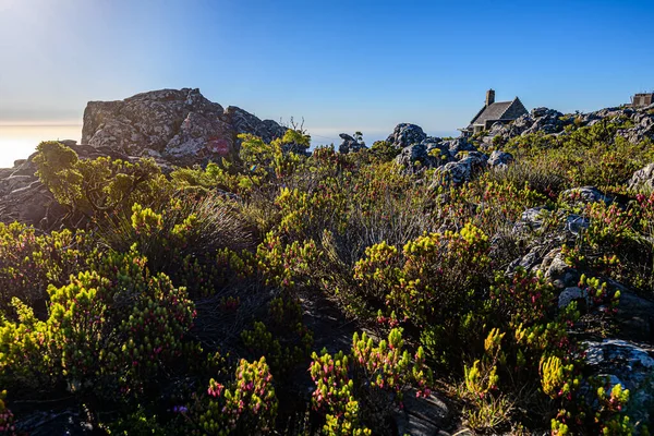 Bovenop Het Nationaal Park Tafelberg Kaapstad — Stockfoto