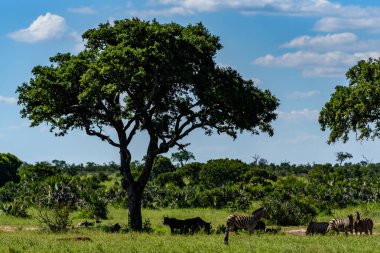 Güney Afrika 'daki Kruger Ulusal Parkı' nın kuzeyindeki Chapman 'ın zebra sürüsü..